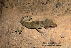 Rhinogekko femoralis