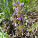 Orobanche multiflora - Photo (c) amy_buthod, algunos derechos reservados (CC BY-NC-SA)