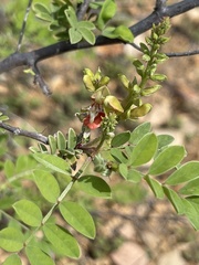 Indigofera fruticosa