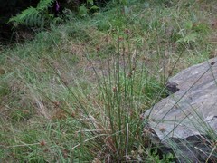 Juncus conglomeratus