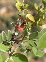 Indigofera fruticosa