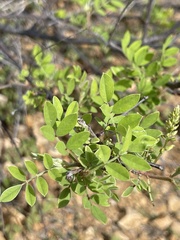 Indigofera fruticosa
