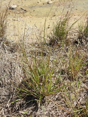 Eragrostis paniciformis