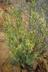 Struthiola leptantha