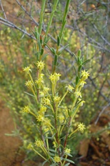 Struthiola leptantha