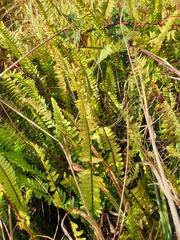 Nephrolepis flexuosa
