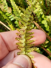Nephrolepis flexuosa
