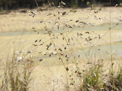 Eragrostis paniciformis