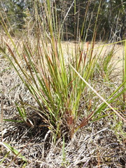 Eragrostis paniciformis