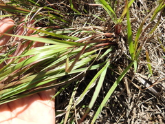 Eragrostis paniciformis