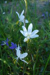 Hesperantha bachmannii