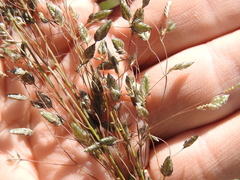 Eragrostis paniciformis