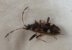 Beosus maritimus