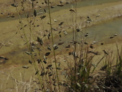 Eragrostis paniciformis