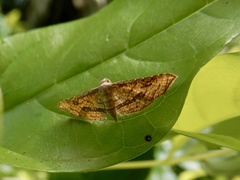 Hypolamprus striatalis