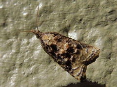 Platynota idaeusalis