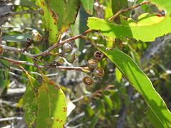 Eucalyptus latisinensis