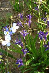 Sparaxis metelerkampiae