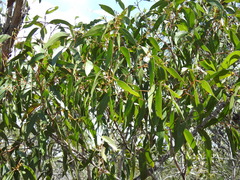 Eucalyptus latisinensis