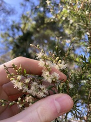 Melaleuca decora