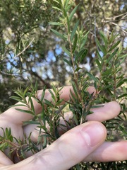 Melaleuca decora