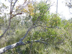 Eucalyptus latisinensis