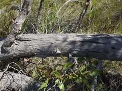 Eucalyptus latisinensis
