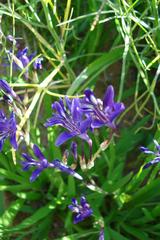 Sparaxis metelerkampiae