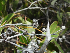Eucalyptus latisinensis