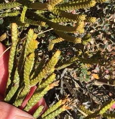 Veronica lycopodioides