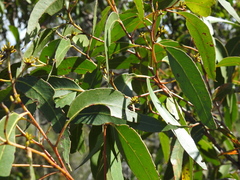 Eucalyptus latisinensis