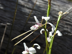 Diuris alba