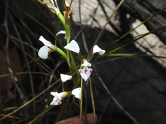 Diuris alba