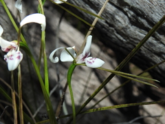 Diuris alba