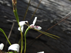 Diuris alba