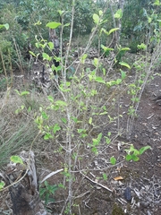 Erythroxylum coca