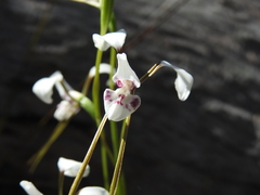 Diuris alba
