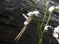 Diuris alba