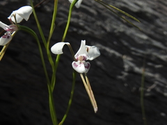 Diuris alba