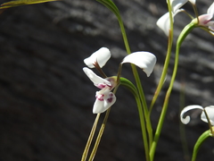 Diuris alba
