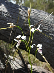 Diuris alba