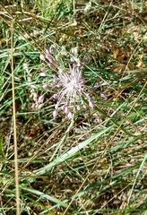Allium carinatum pulchellum