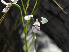 Diuris alba