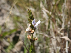Westringia tenuicaulis