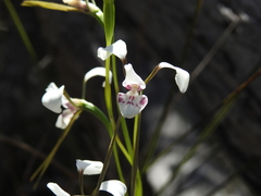 Diuris alba