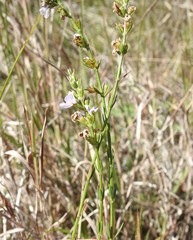 Westringia tenuicaulis