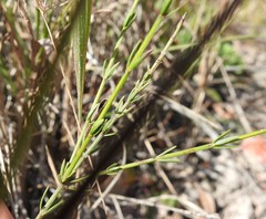 Westringia tenuicaulis