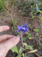 Borago