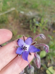 Borago