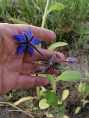 Borago